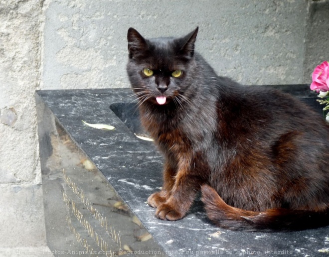 Photo de Chat domestique