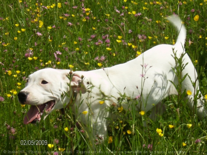 Photo de Dogue argentin