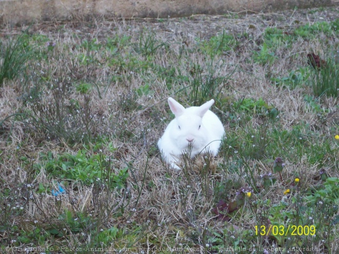 Photo de Lapin