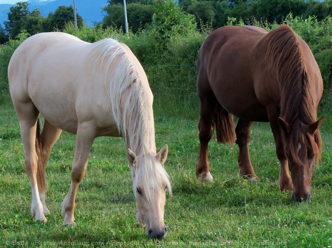 Photo de Palomino