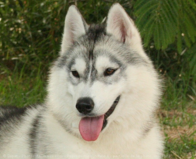 Photo de Husky siberien