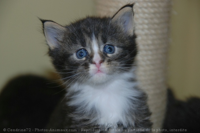 Photo de Maine coon