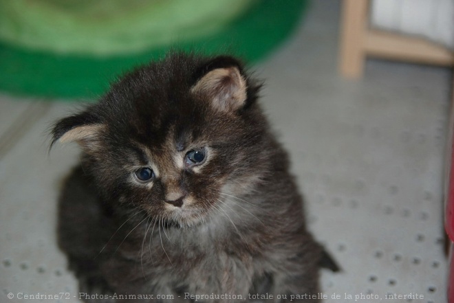 Photo de Maine coon