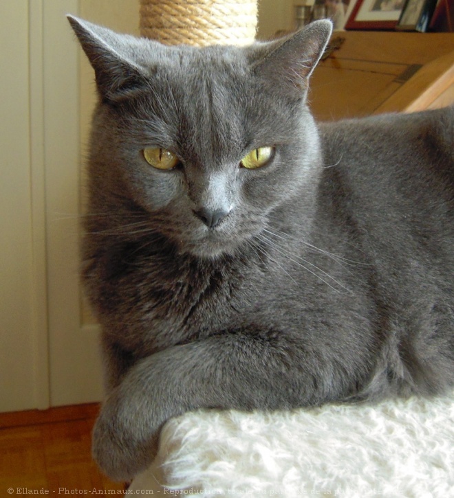 Photo de Chartreux