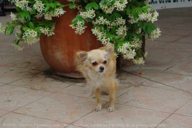 Photo de Chihuahua  poil long