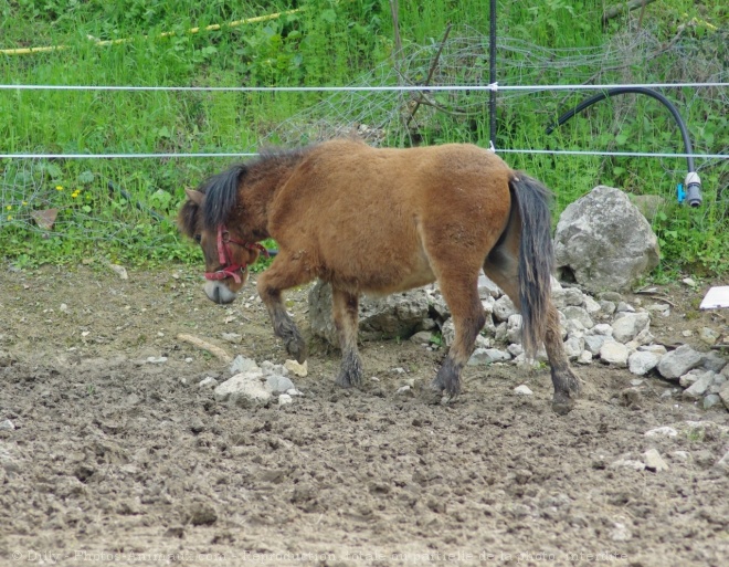 Photo de Shetland