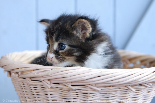 Photo de Maine coon