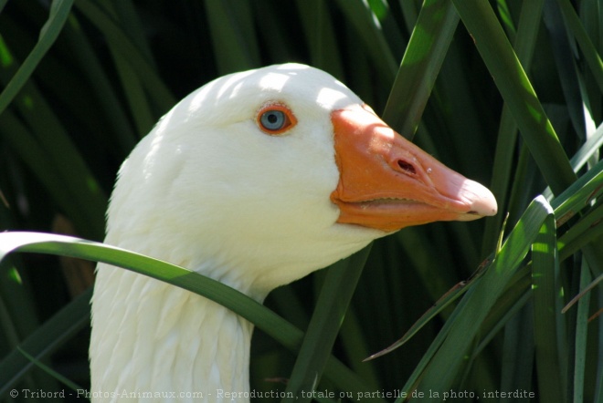 Photo d'Oie blanche