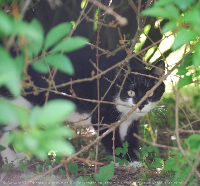 Photo de Chat domestique