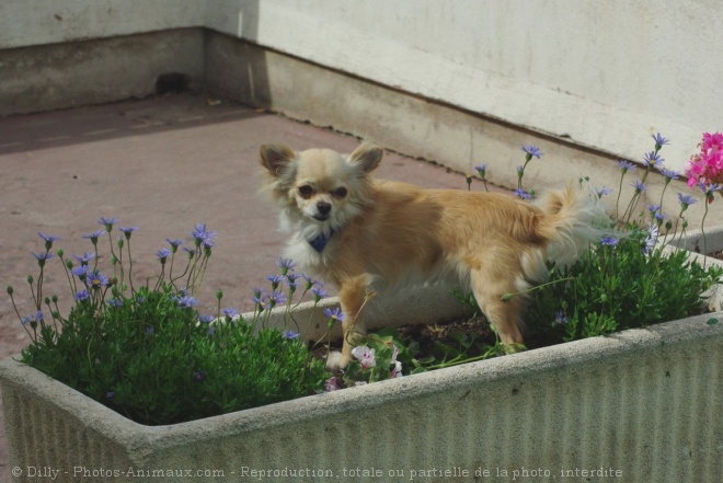 Photo de Chihuahua  poil long