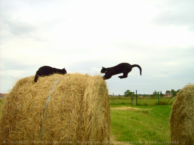 Photo de Chat domestique