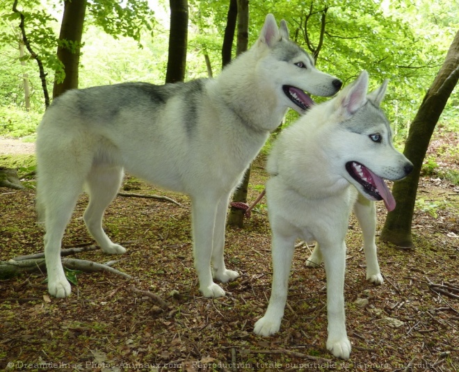 Photo de Husky siberien