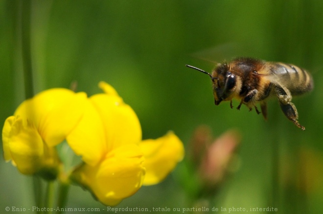 Photo d'Abeille