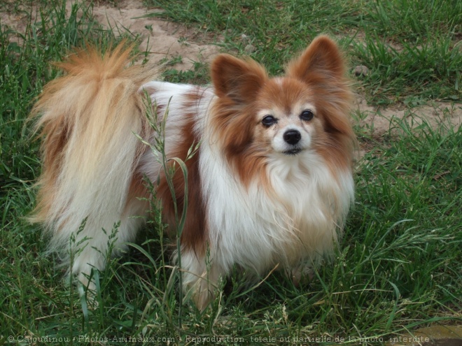 Photo d'Epagneul nain papillon