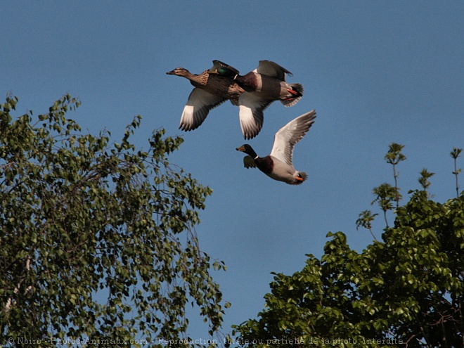 Photo de Canard colvert