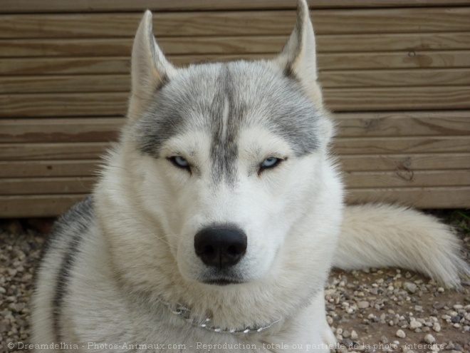 Photo de Husky siberien