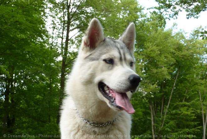 Photo de Husky siberien