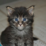 Photo de Maine coon