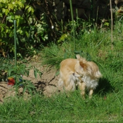 Photo de Chihuahua  poil long