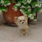 Photo de Chihuahua  poil long