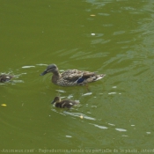 Photo de Canard colvert