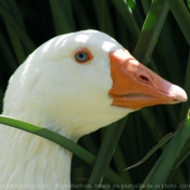 Photo d'Oie blanche