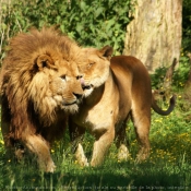 Photo de Lion