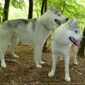 Photo de Husky siberien