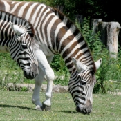 Photo de Zebre