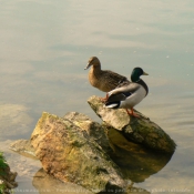 Photo de Canard colvert