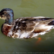 Photo de Canard