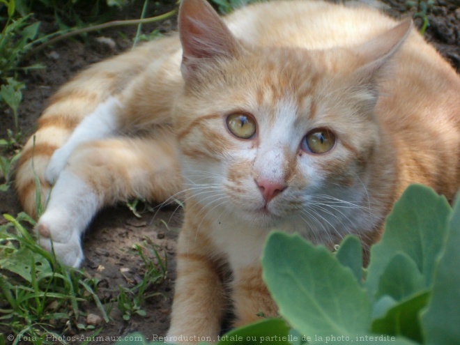 Photo de Chat domestique