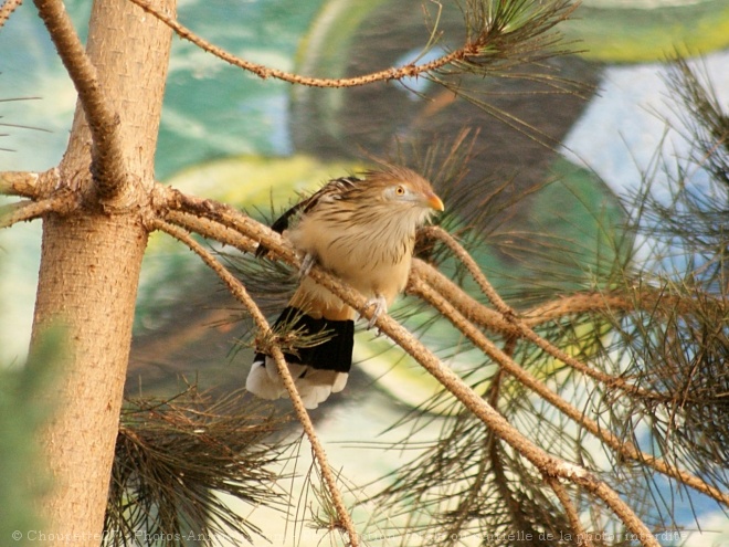 Photo de Guira cantara