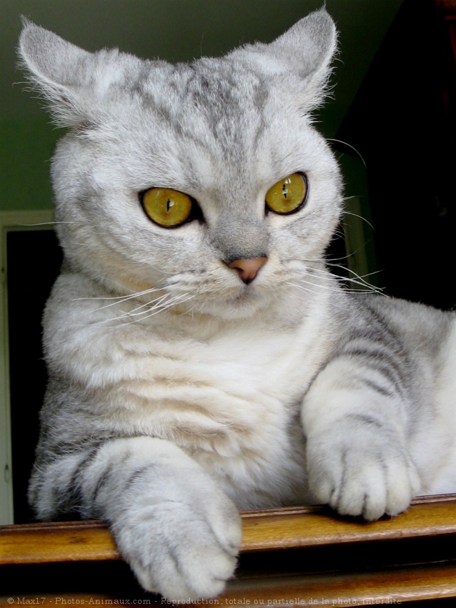 Photo de Selkirk rex poil court