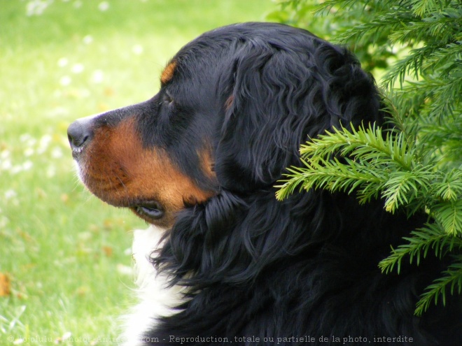 Photo de Bouvier bernois