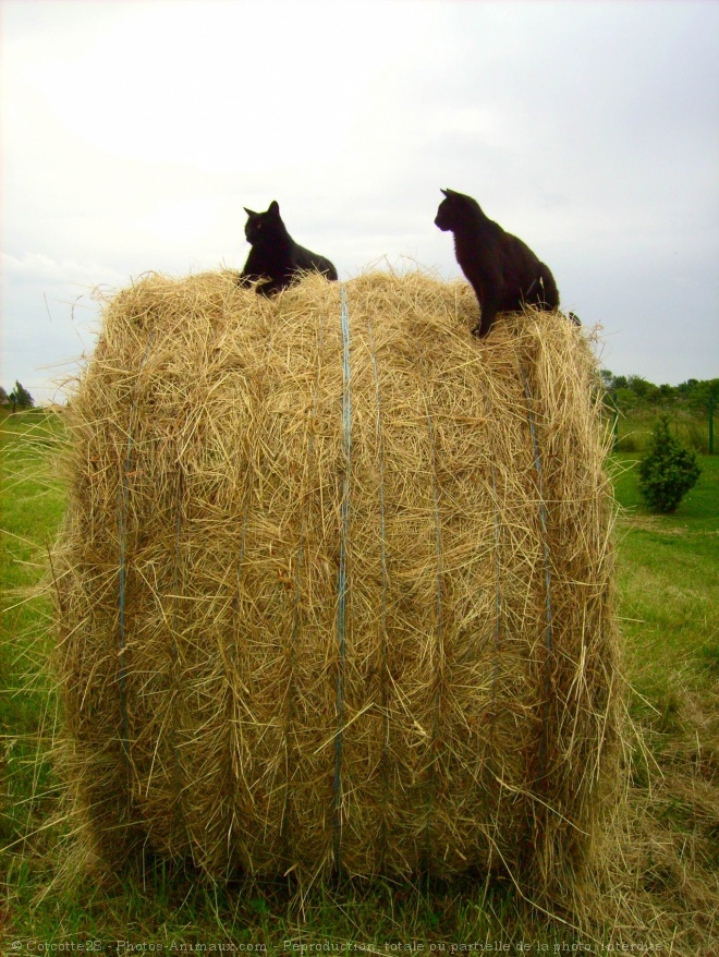 Photo de Chat domestique