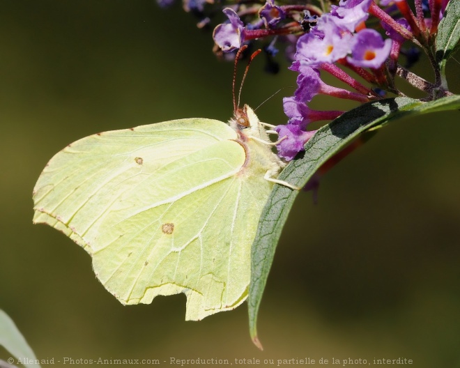 Photo de Papillon