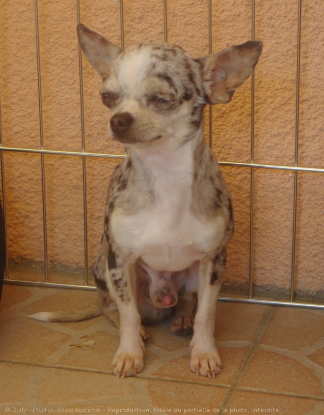 Photo de Chihuahua  poil court