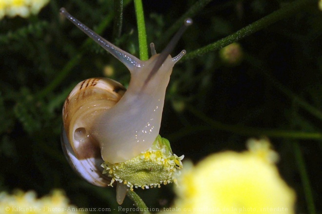 Photo d'Escargot