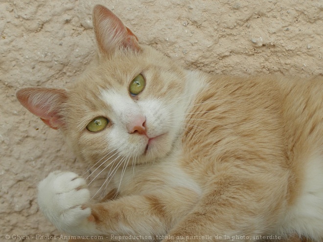 Photo de Chat domestique