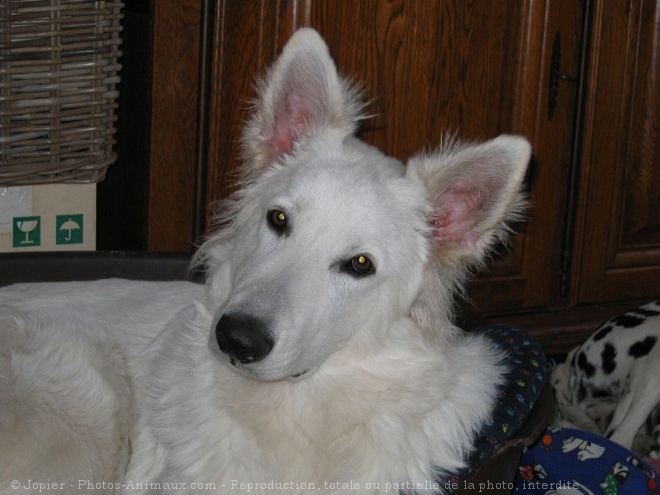 Photo de Berger blanc suisse