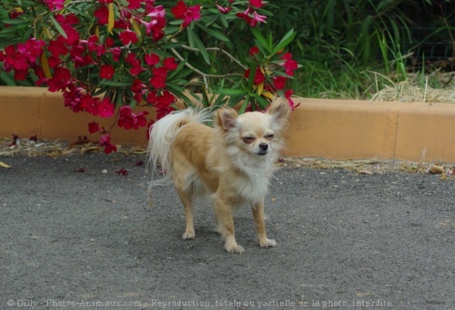 Photo de Chihuahua  poil long