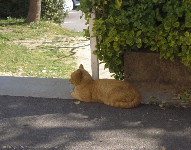 Photo de Chat domestique