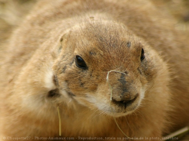 Photo de Chien de prairie