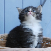 Photo de Maine coon