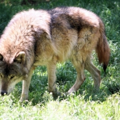 Photo de Loup