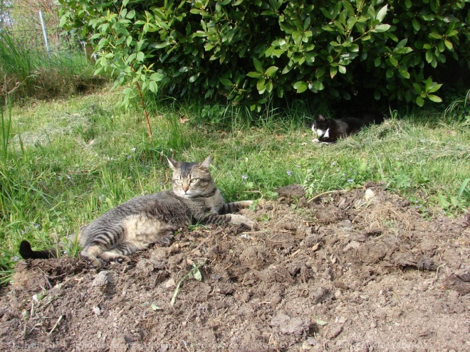 Photo de Chat domestique