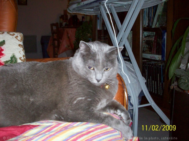 Photo de Chartreux