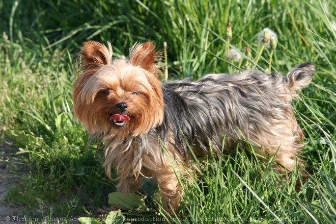 Photo de Yorkshire terrier