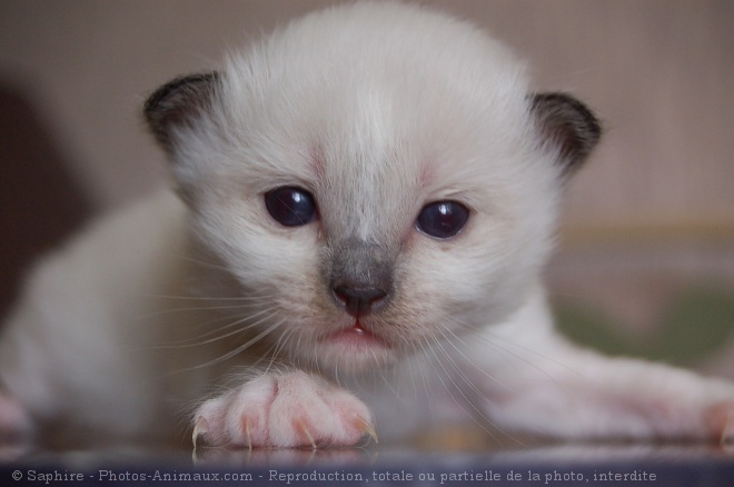 Photo de Sacr de birmanie